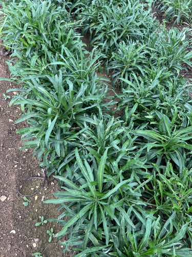 Bare root wallflower plants - bare,