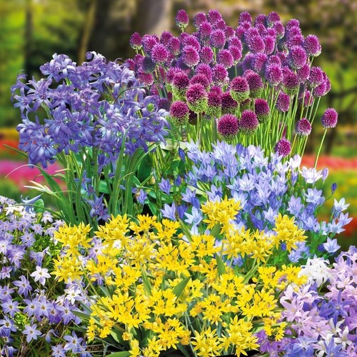 300 hardy bulbs for - hardy, borders