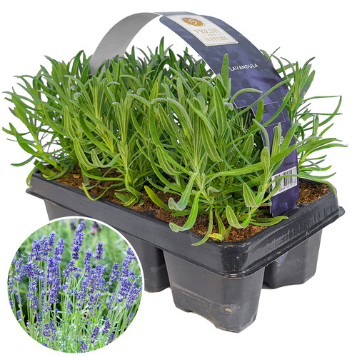 Lavender angustifolia fragrant - angustifolia,