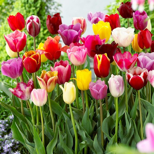 Triumph tulips 100 bulbs mixed - bulbs,