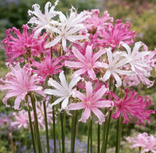 Nerine pink and - 4,